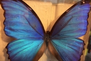 Geflügeltes blau